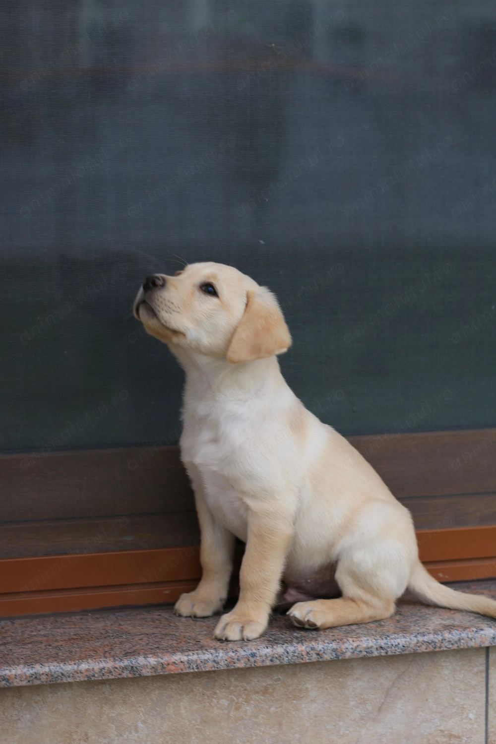 Masculul și femelă Labrador Retriever 