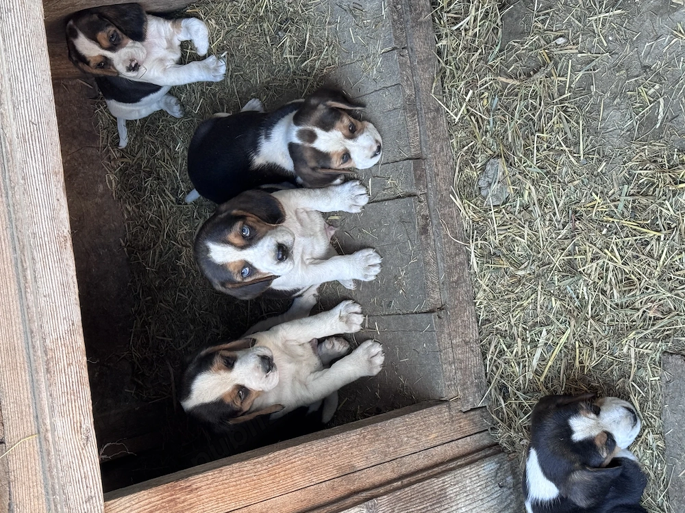 Caini Rasa Beagle 
