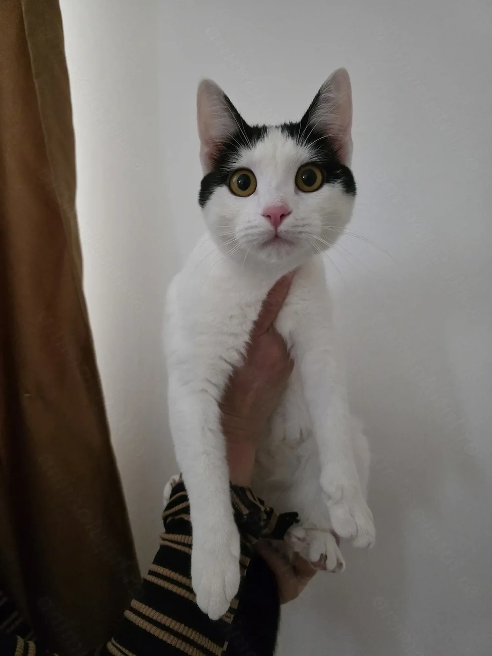 Fetita pentru adoptie