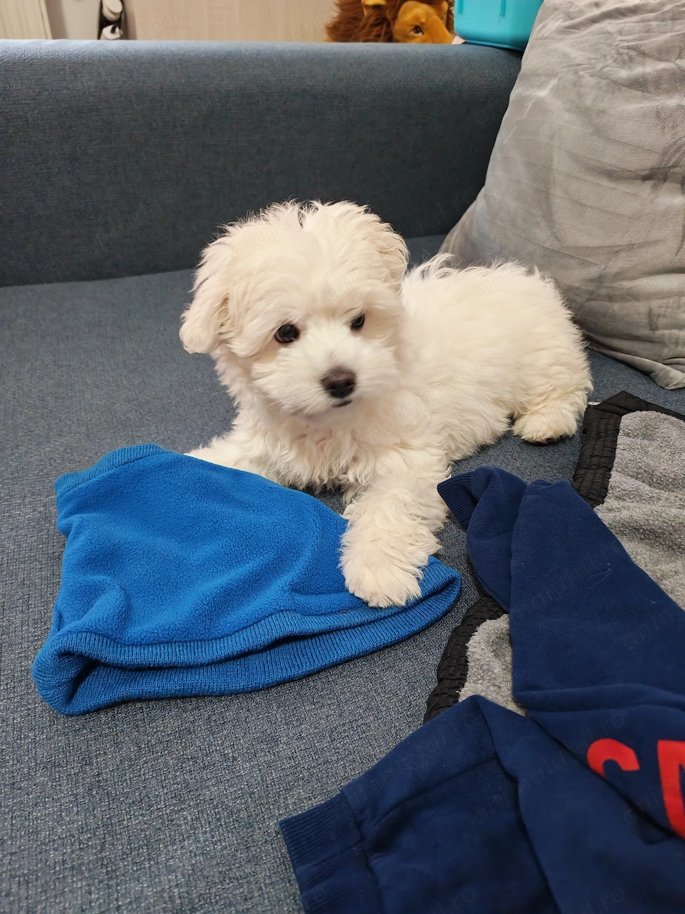 Vand Bichon alb pufos