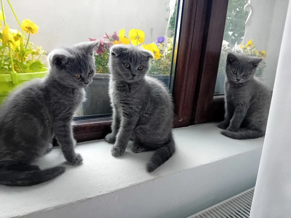 British Shorthair blue  (rasa pura)