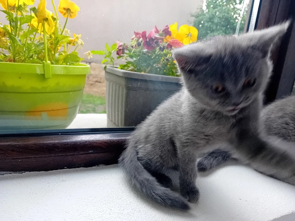 British Shorthair blue  (rasa pura)