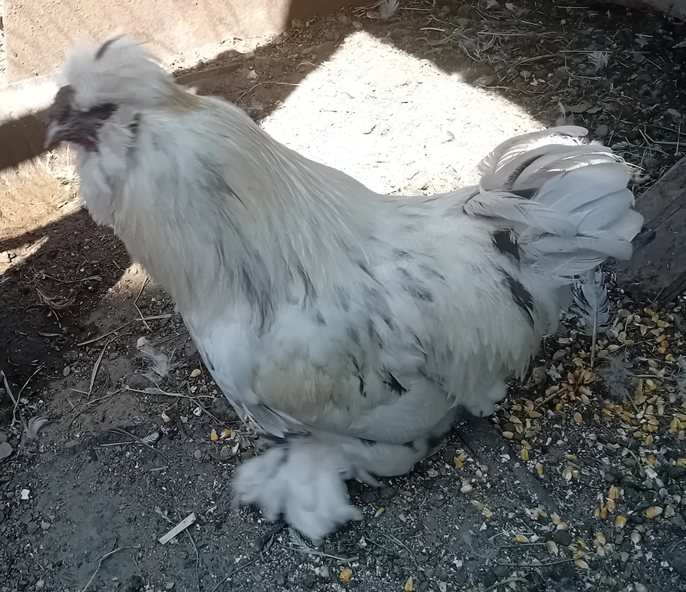 Cocoșel de vânzare este de anu trecut, 