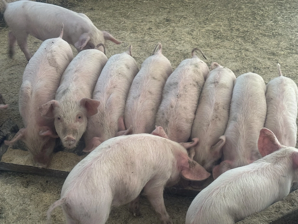 Disponibili 12 purcei 