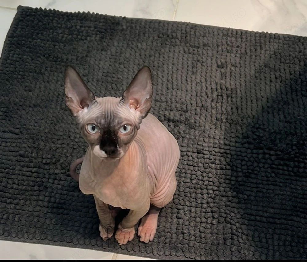Sphinx sfinx băiețel 3 luni
