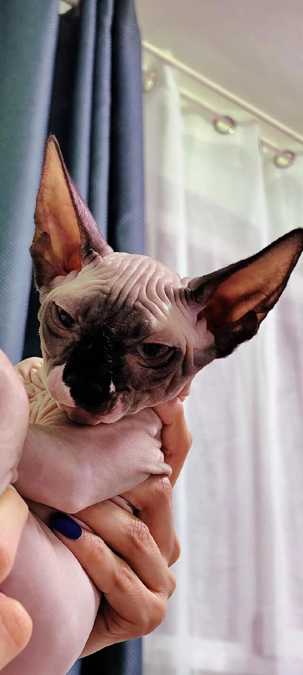 sphynx sfinx motănel 4 luni