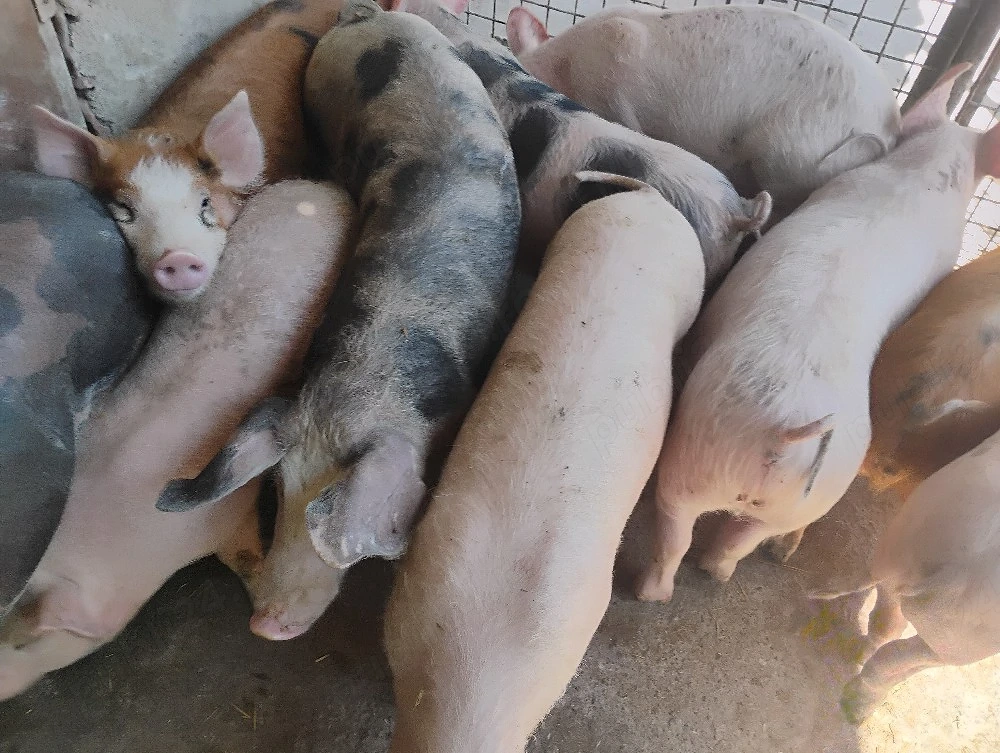 Vand Soldanii Pietrian cu Duroc