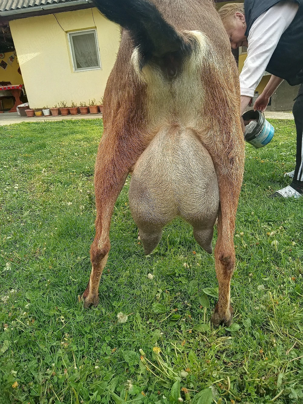 Vând lapte de capră Anglonubiana 
