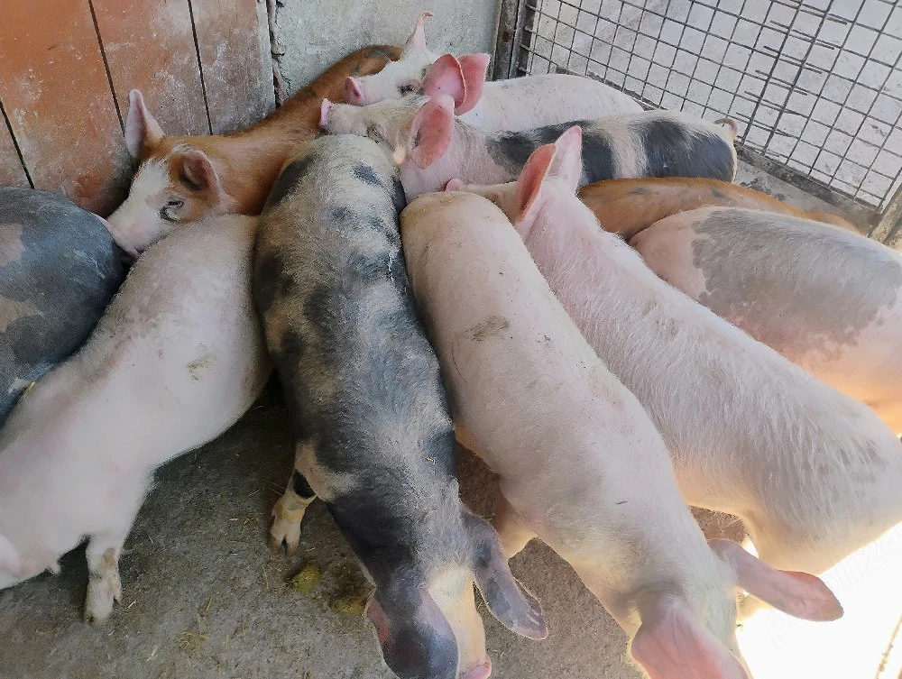 Vand Soldanii Pietrian cu Duroc 