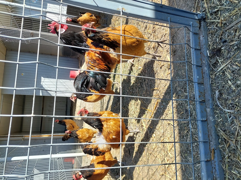 Vând familie 8+1 vorwerk 