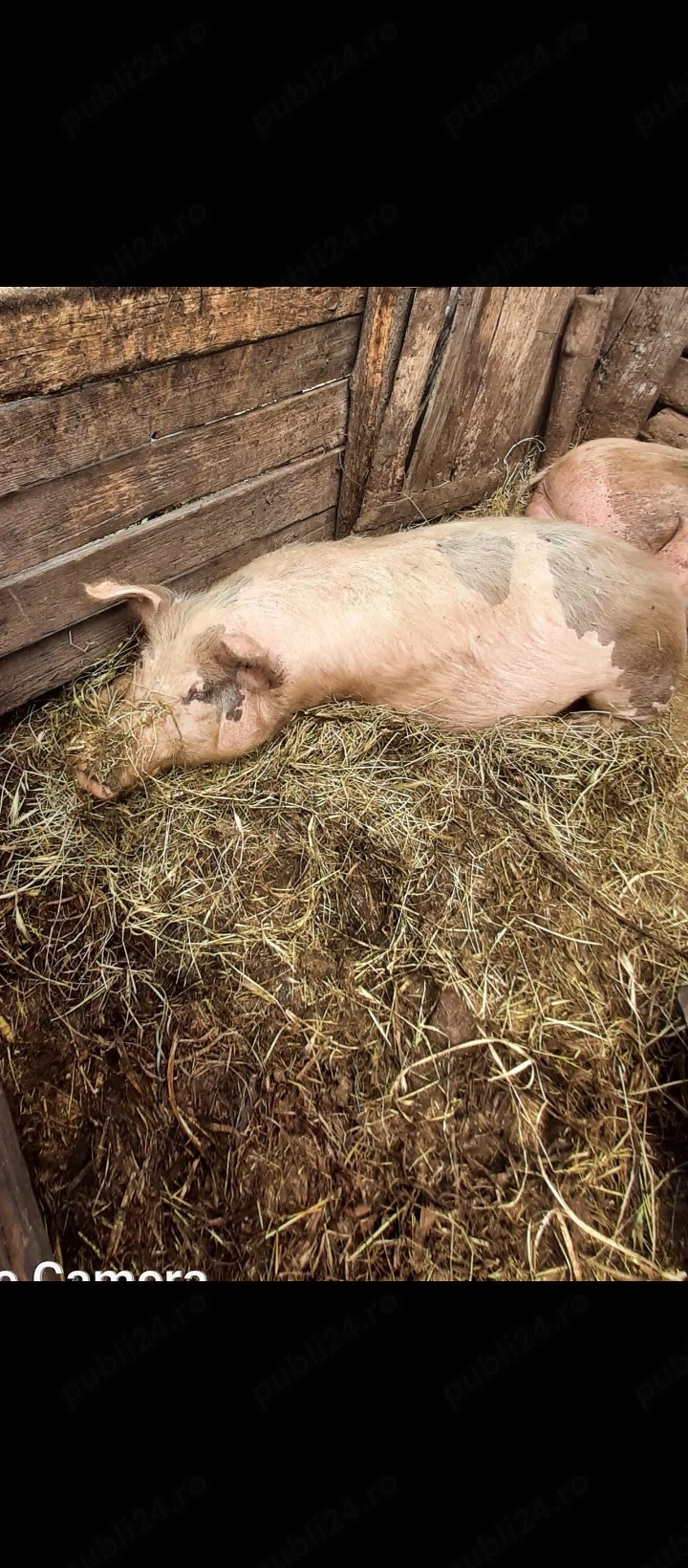 porci  de.  vanzare. 