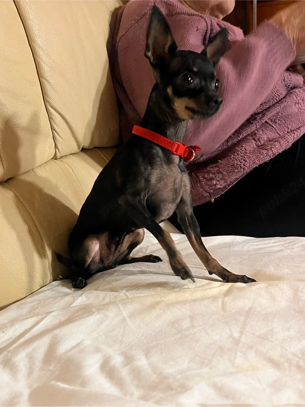 chihuahua de vanzare 