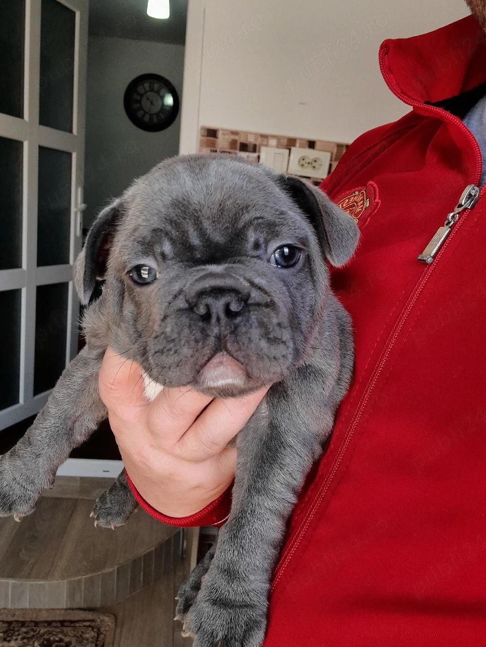 Buldog francez talie mică 