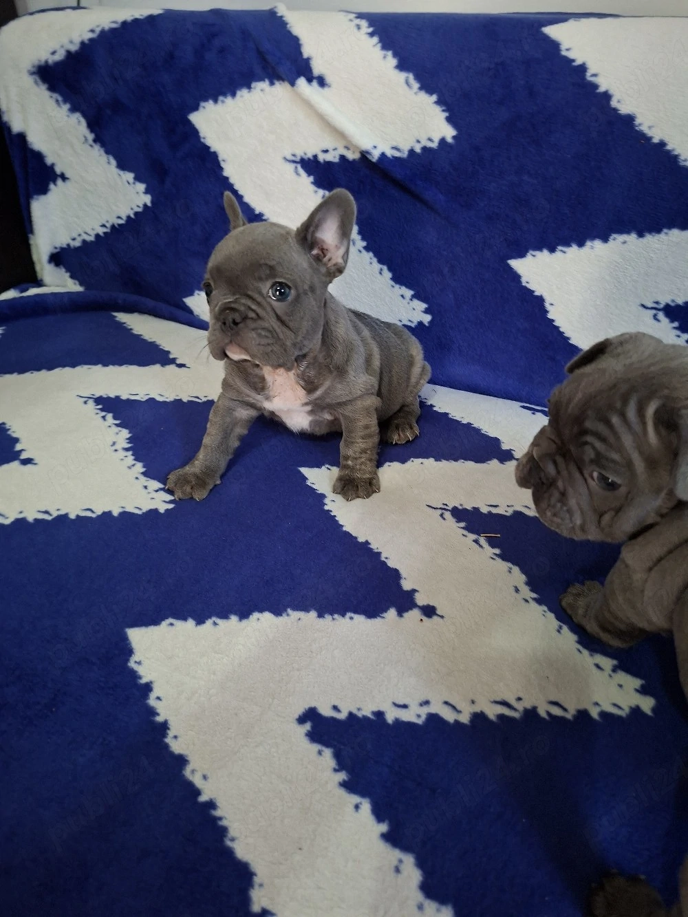 Bulldog francez culoare blue 