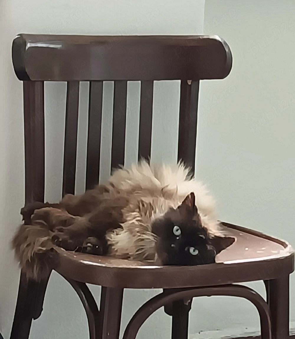 Pisica Motan Ragdoll 