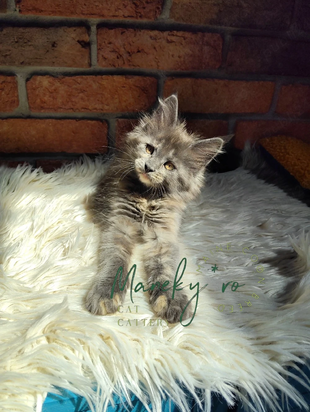Pui Maine Coon cu pedigree