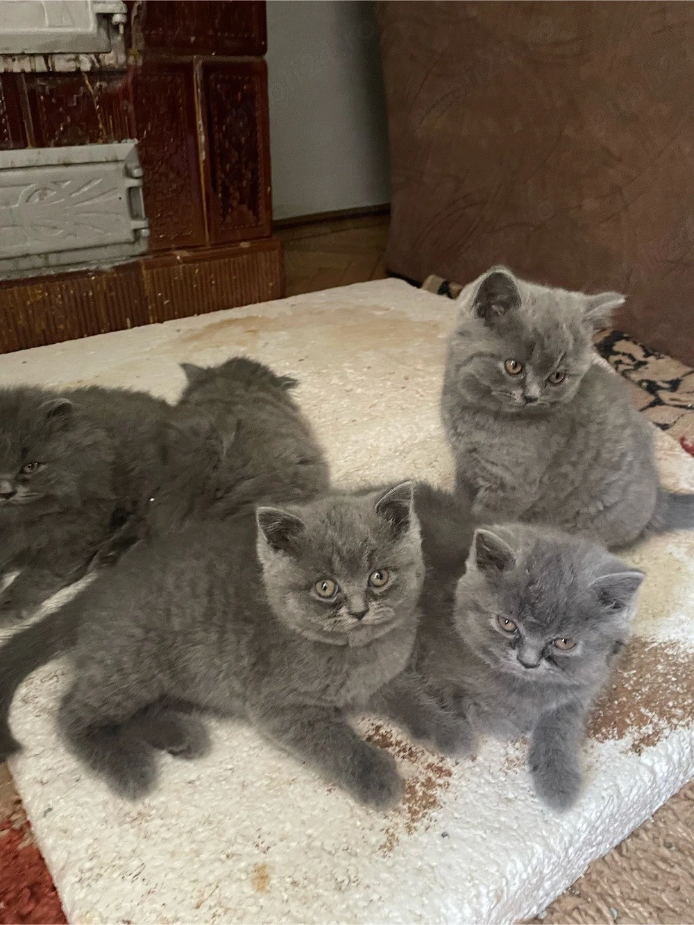 Pisicuțe British Shorthair si Longhair