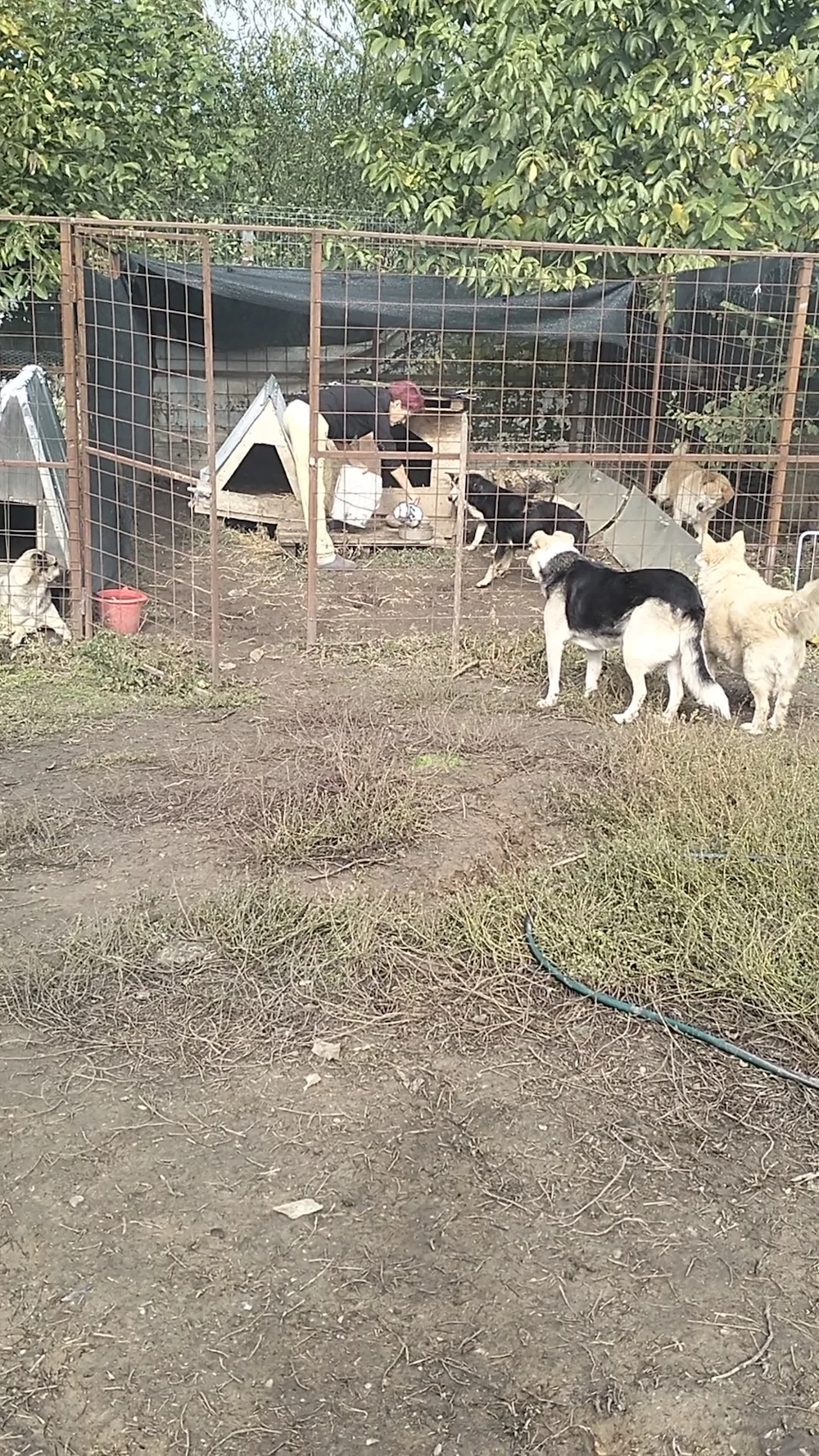 Angajăm îngrijitor animale de companie!