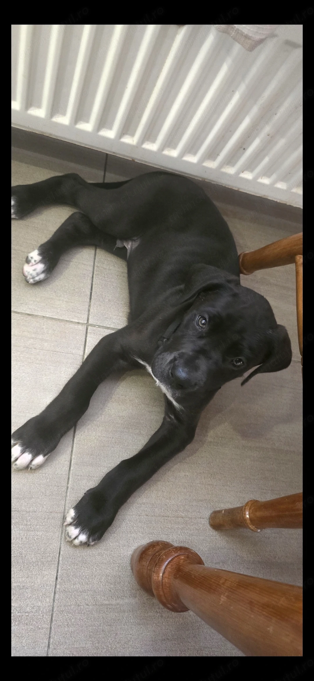 Masculi Dog German de vanzare