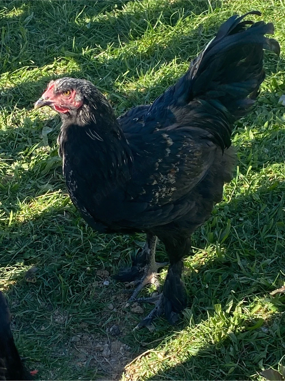 Cocosi tineret