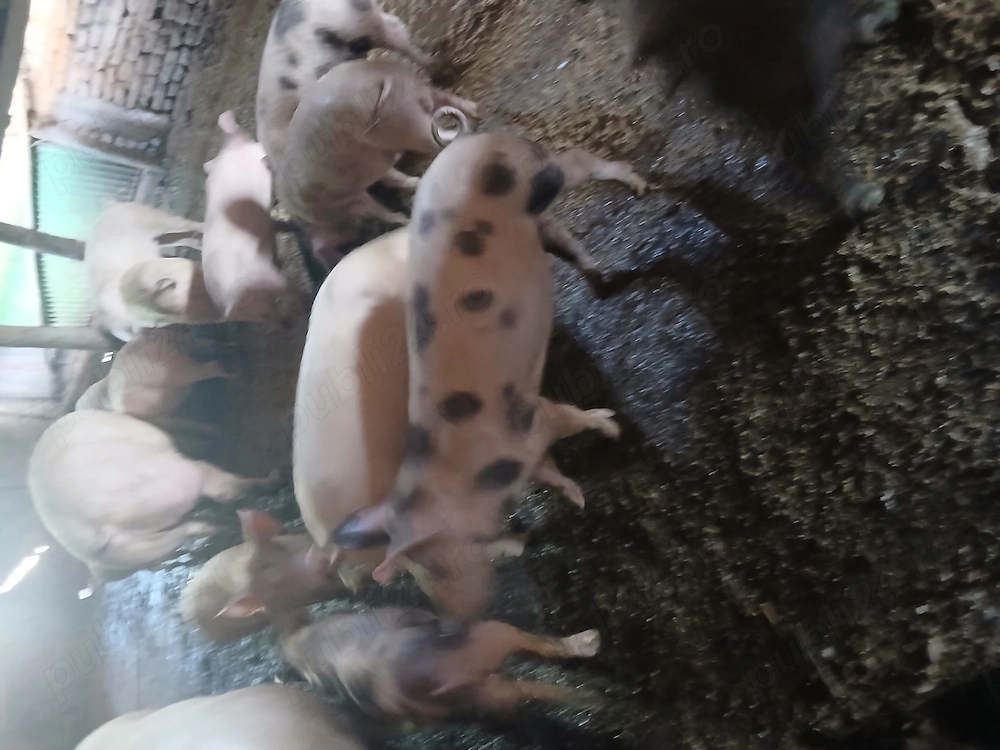 Ofer spre vanzare porci 