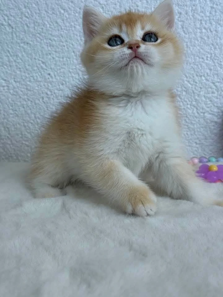 British shorthair chinchilla golden 