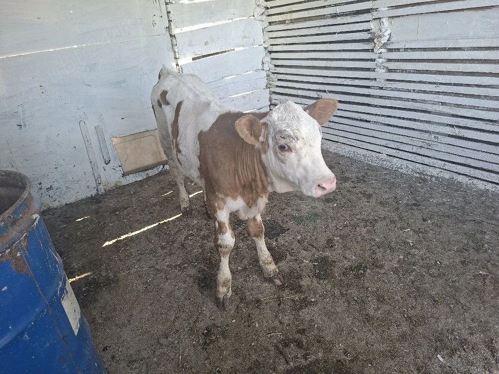 vand vitea baltata de 3 luni