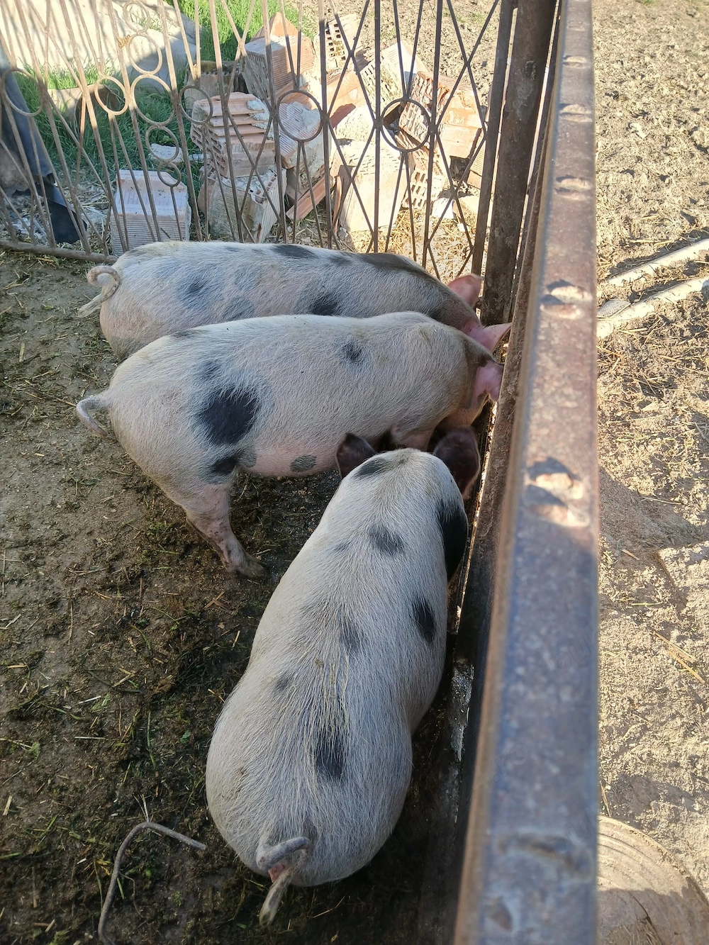 Vand purcei 700lei bucată negociabil