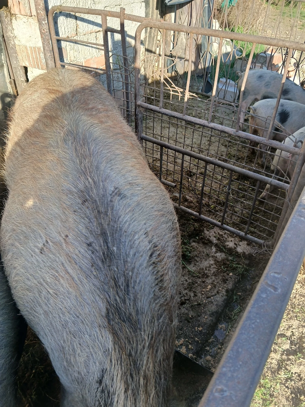 Vand scroafa pentru tăiat!Peste 300 kg 