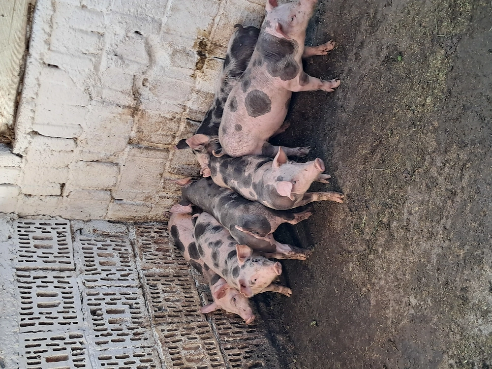 Purcei pietrain de 9 saptamani