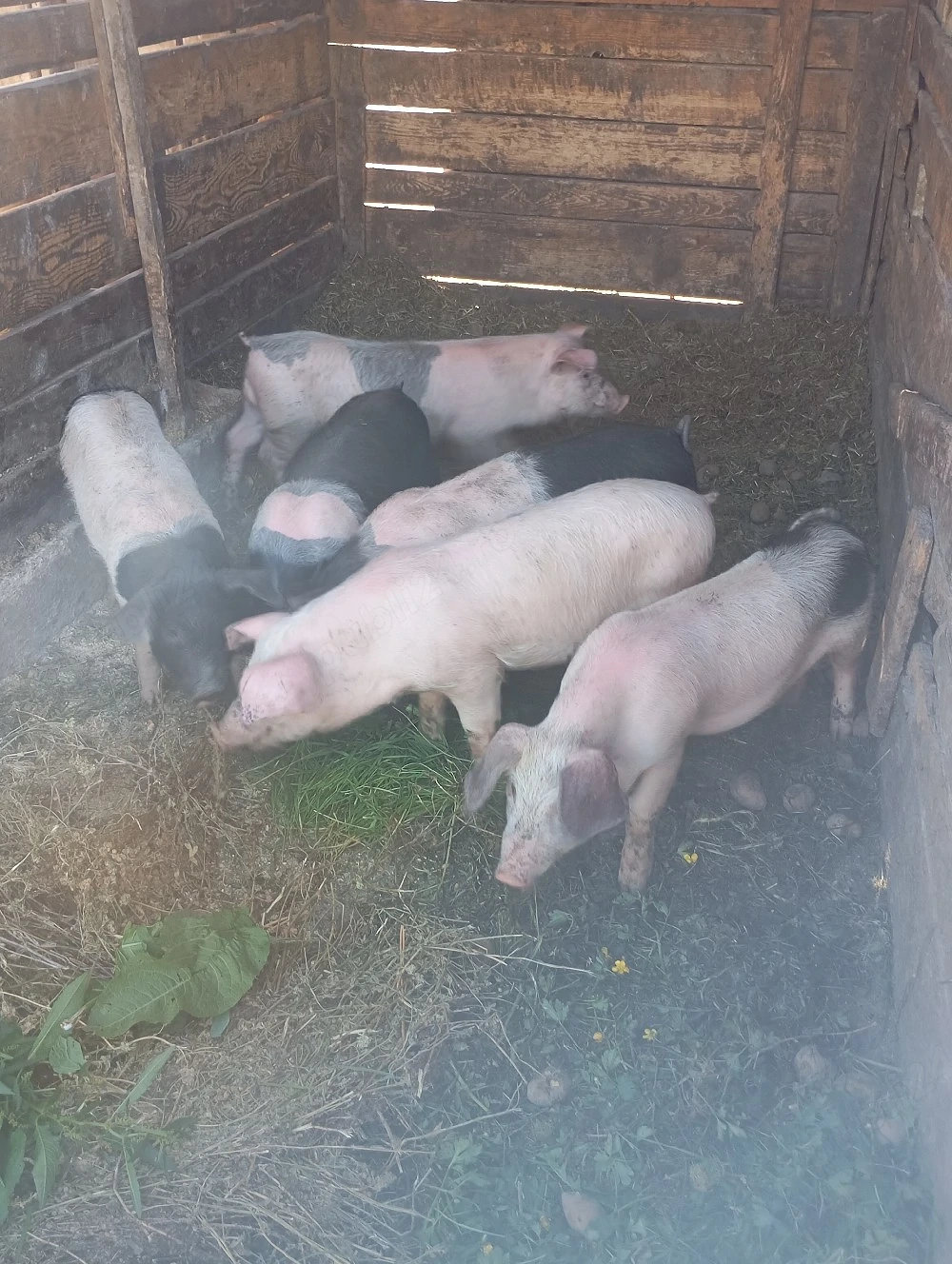 purcei de vânzare 