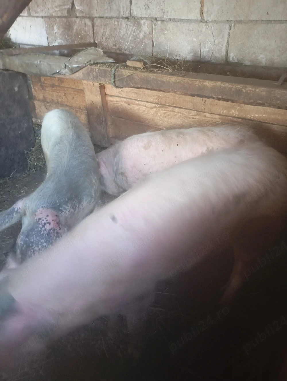 porci de vânzare 