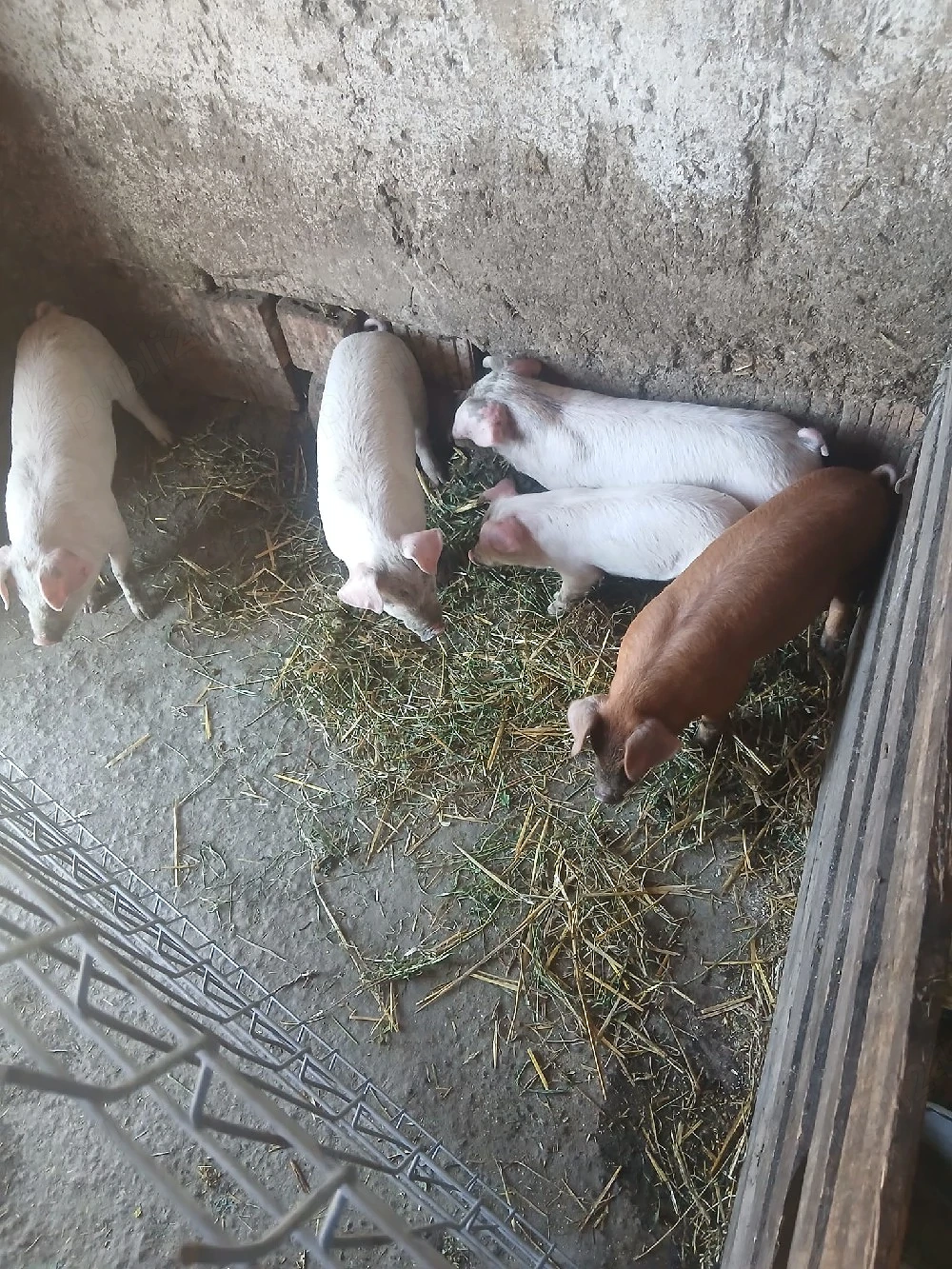 de vânzare 5 bucăți castrați vaccinați 