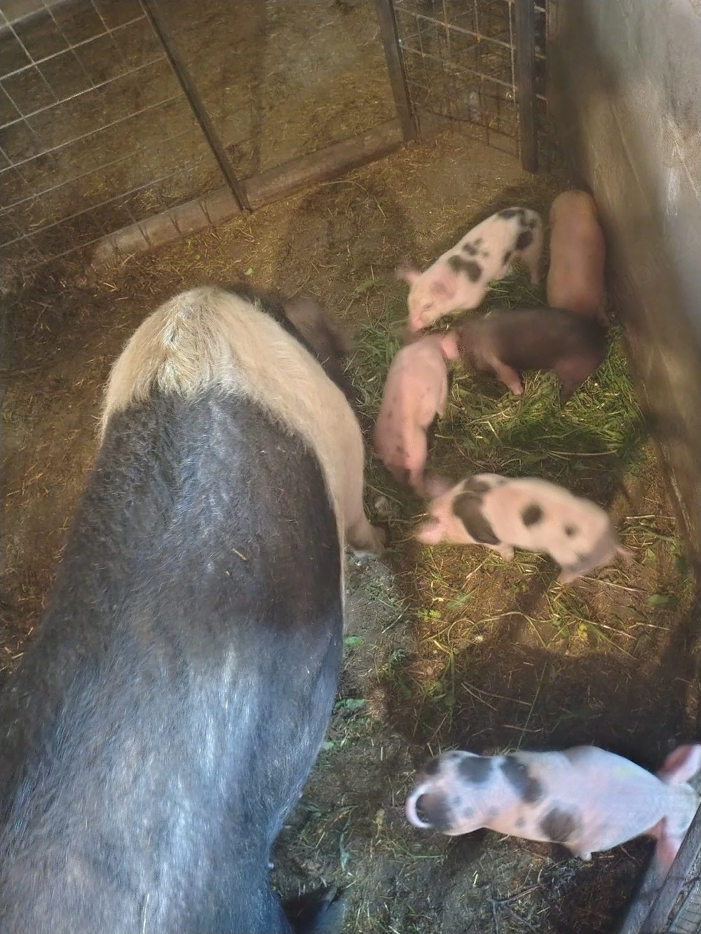 Porci De Vanzare