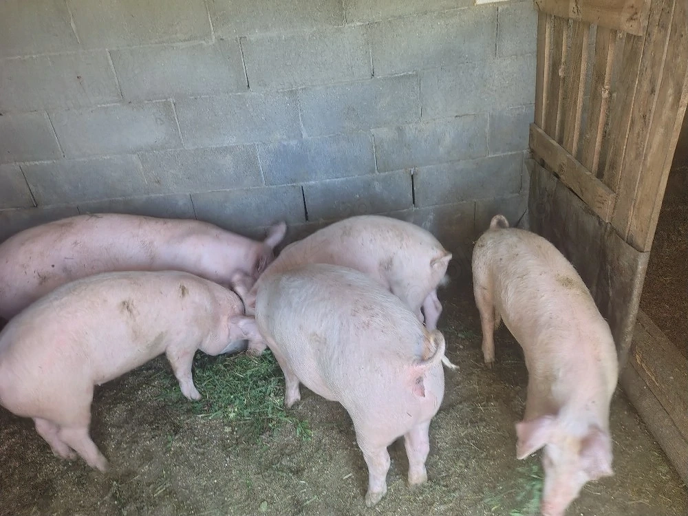 Vând Porci