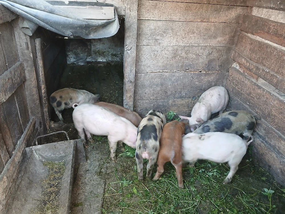 Vand purcei de 8saptamani