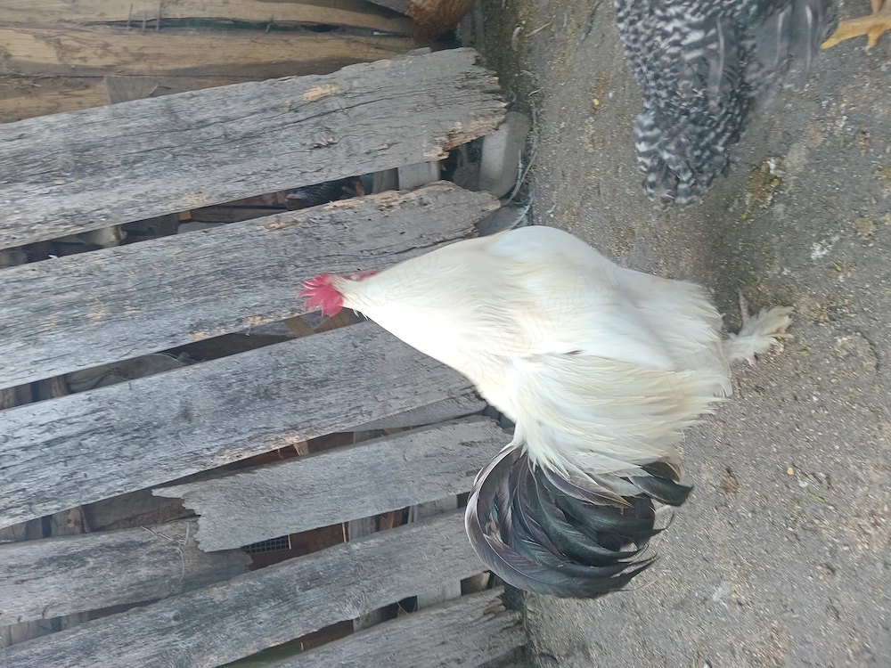 Vand cocos de tara