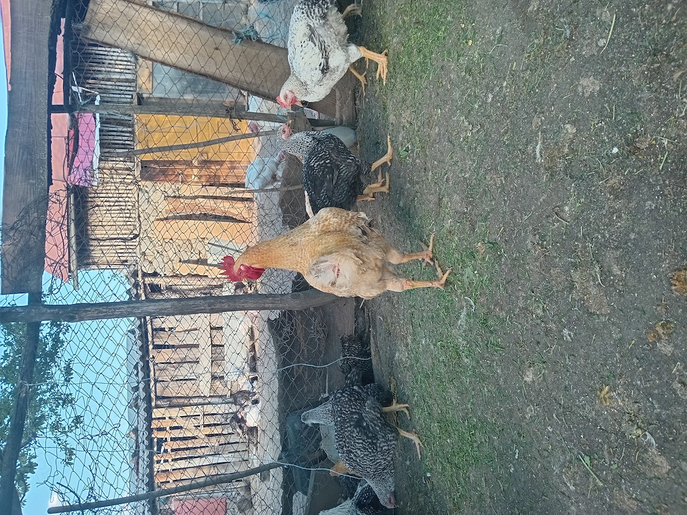 Vand puicute si cocosei de anul acesta