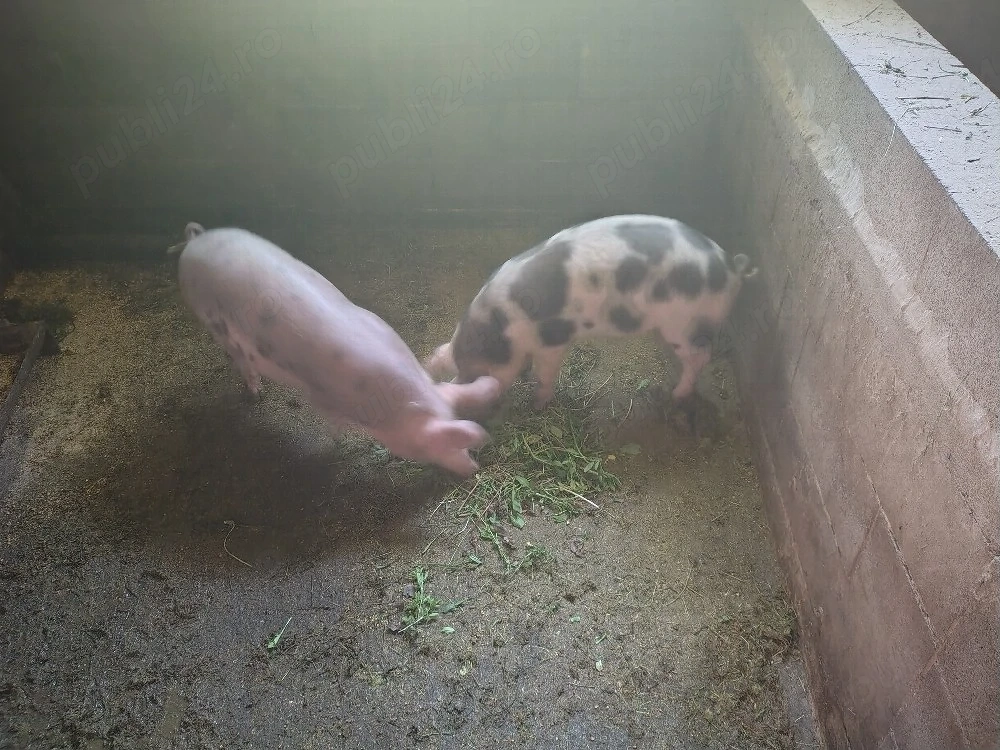 Vand Porci