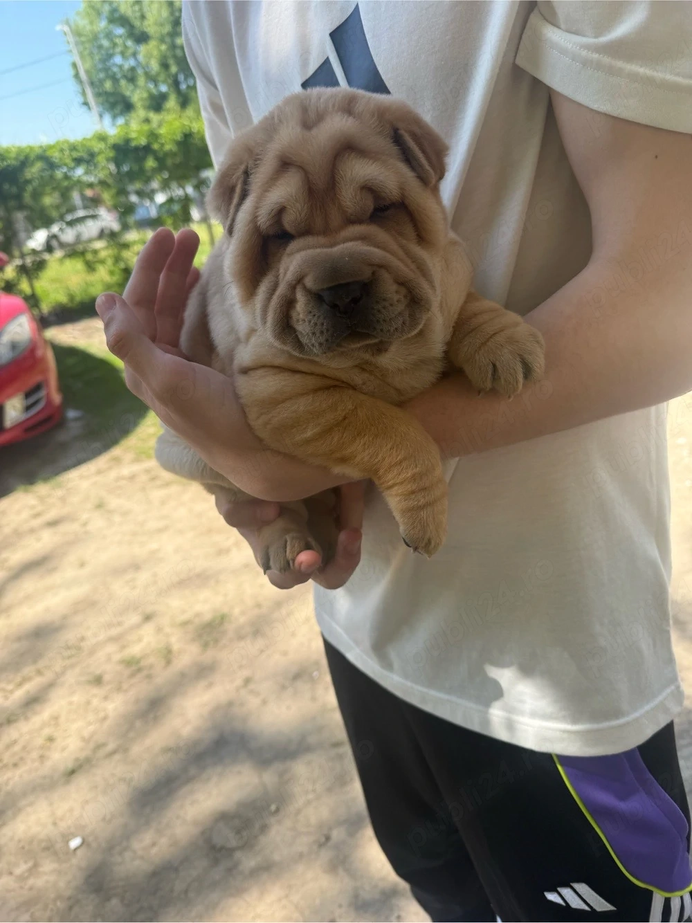 Cățeluși Shar Pei