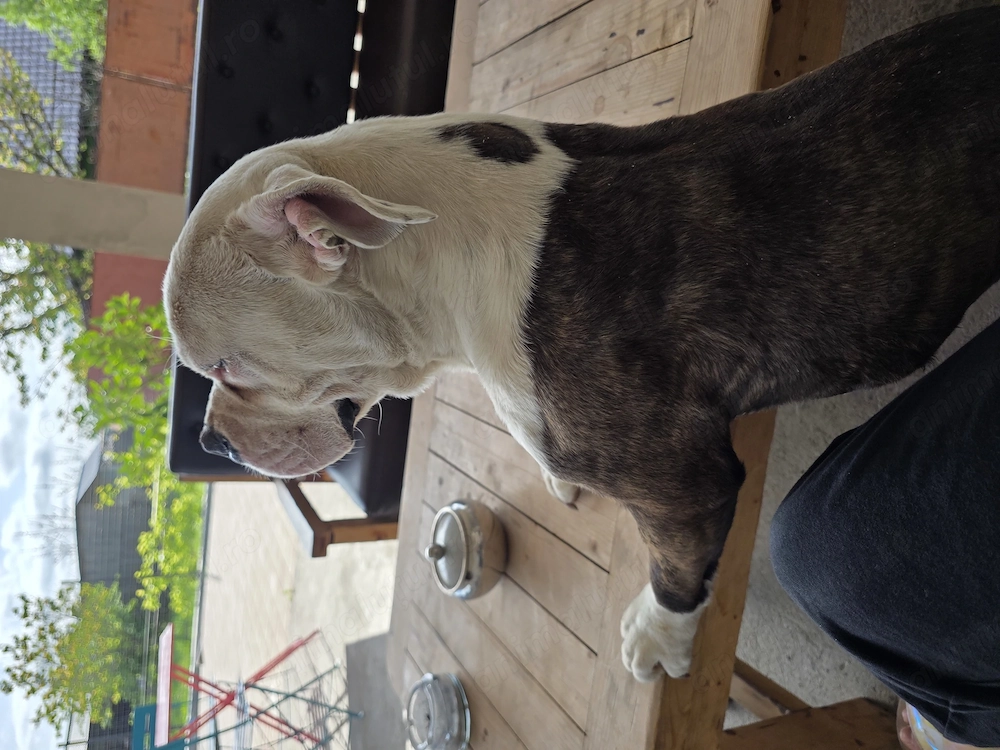 Donez caine rasa American Bully