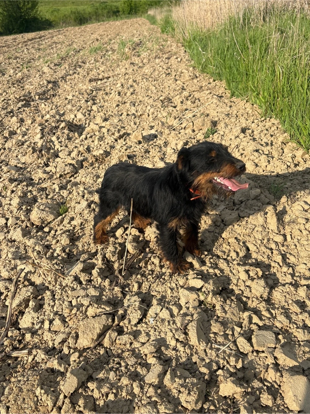 mascul jagdterrier