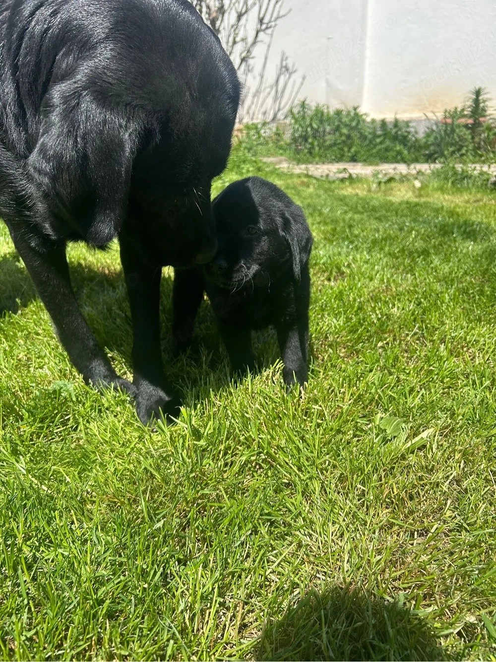 Labrador retriever 