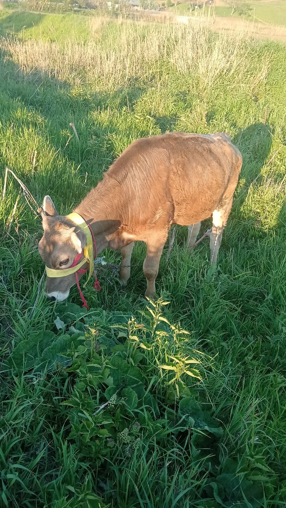 Vând junică de 6 luni de ținut 