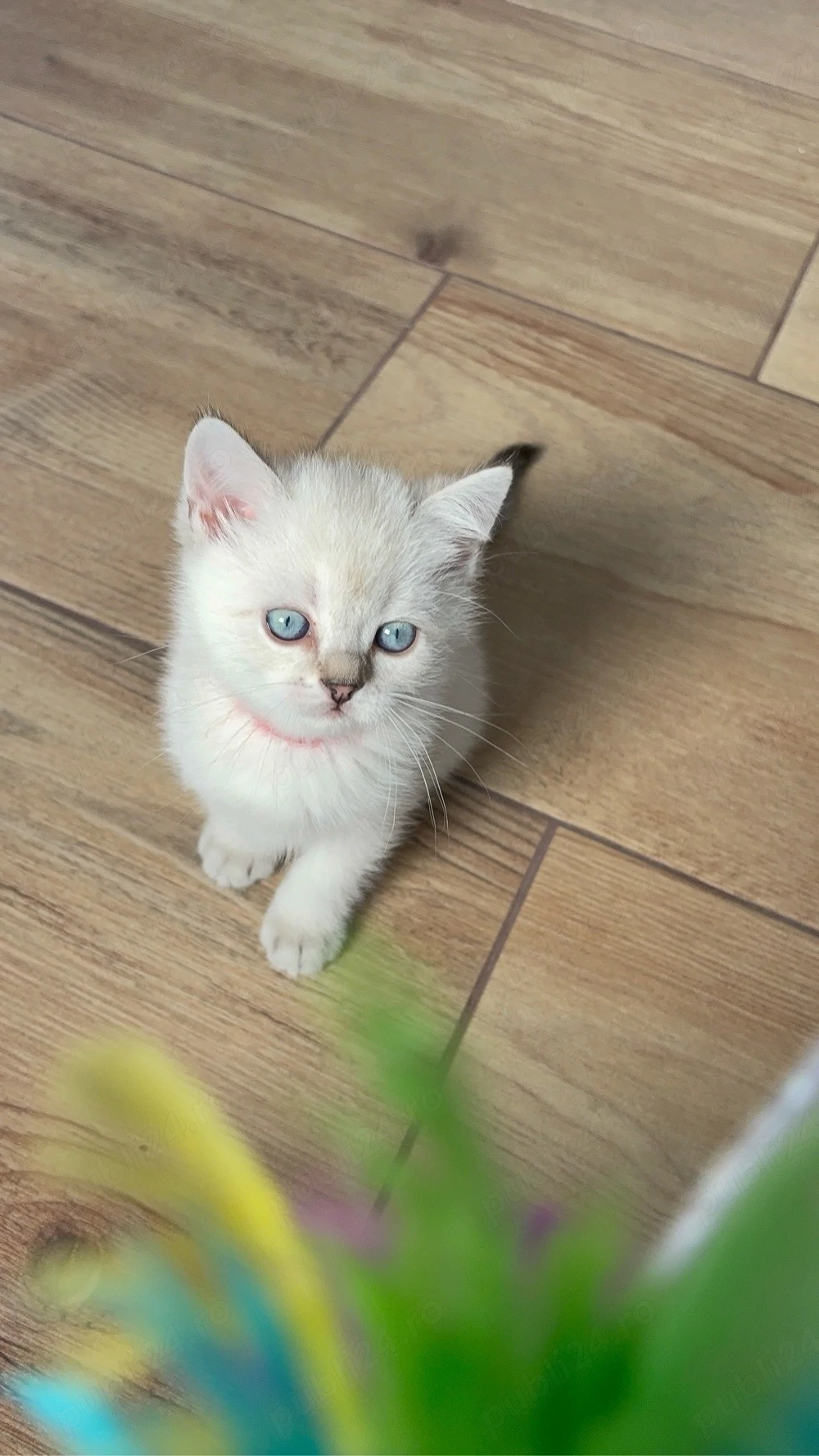 Fetita British Shorthair