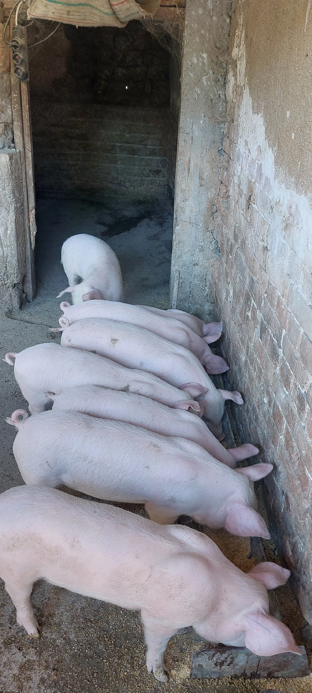 purcei de vânzare 2 luni