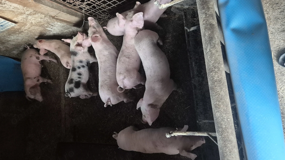 Vând purcei de 7 săptămâni 
