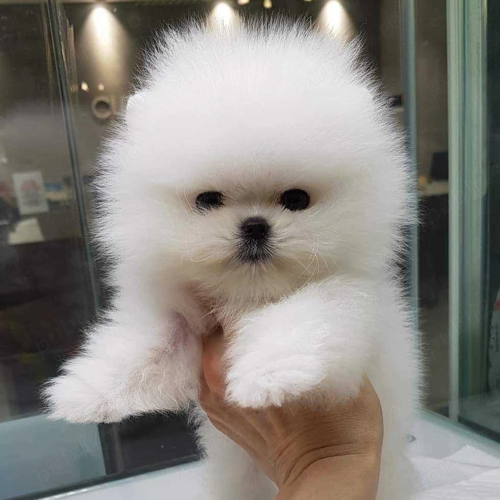 Pomeranian mini toy