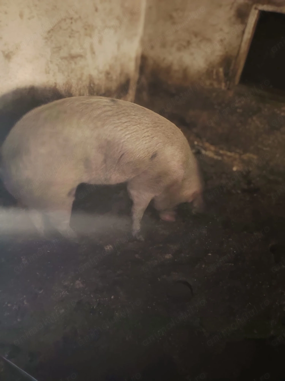 Vand 2 porci 120-130kg