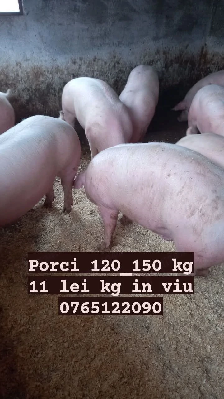 Vand porci de carne